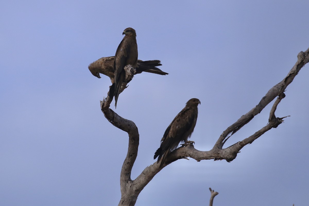 黑鳶(migrans群) - ML641745221