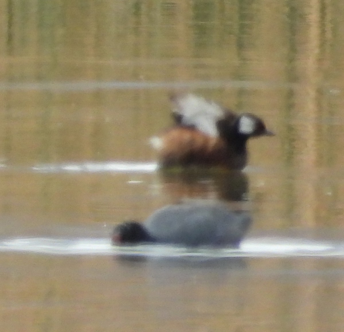 White-tufted Grebe - ML641745222