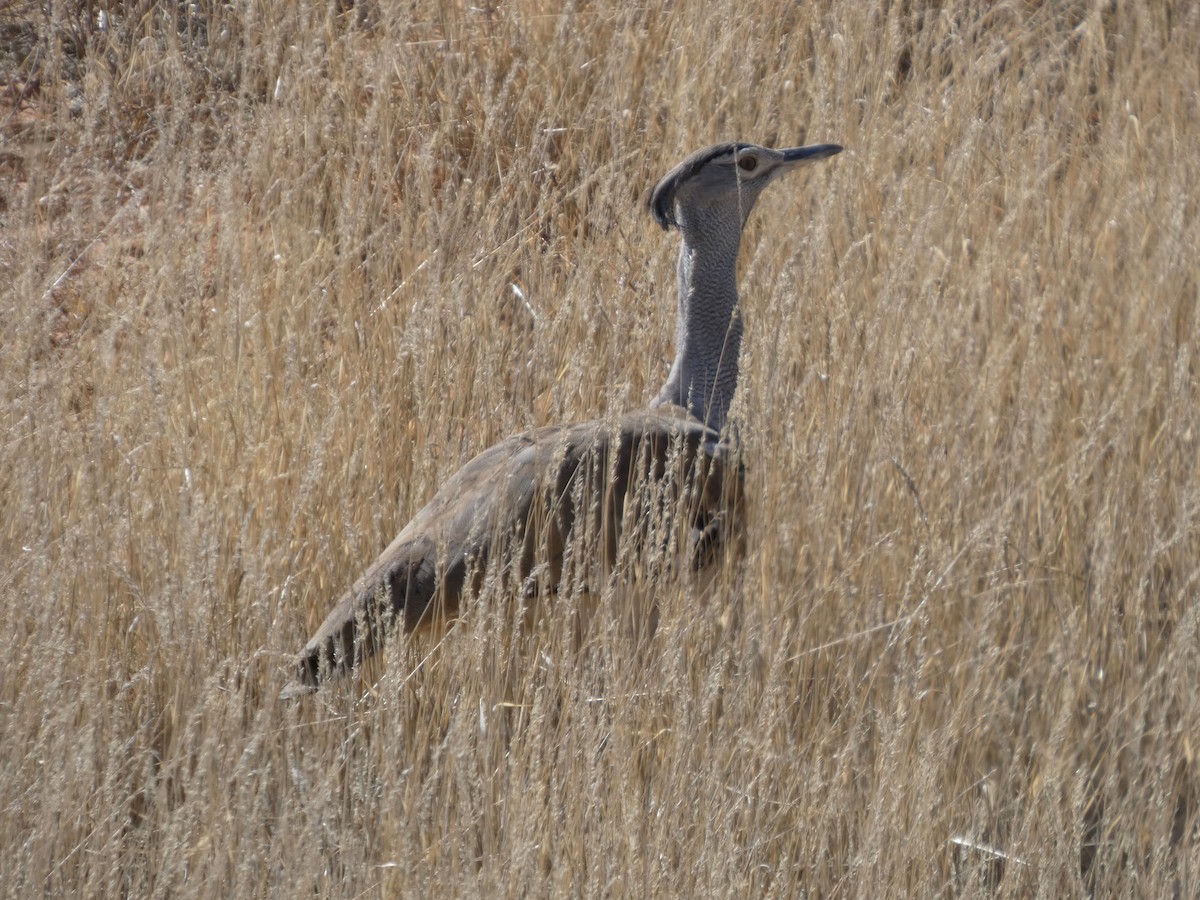 Kori Bustard - ML641745274