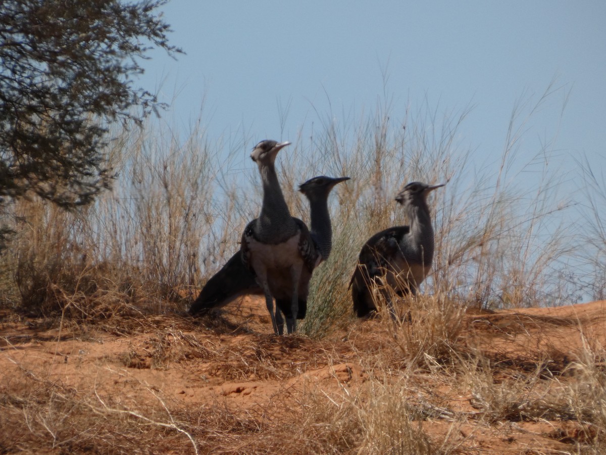 Kori Bustard - ML641745275