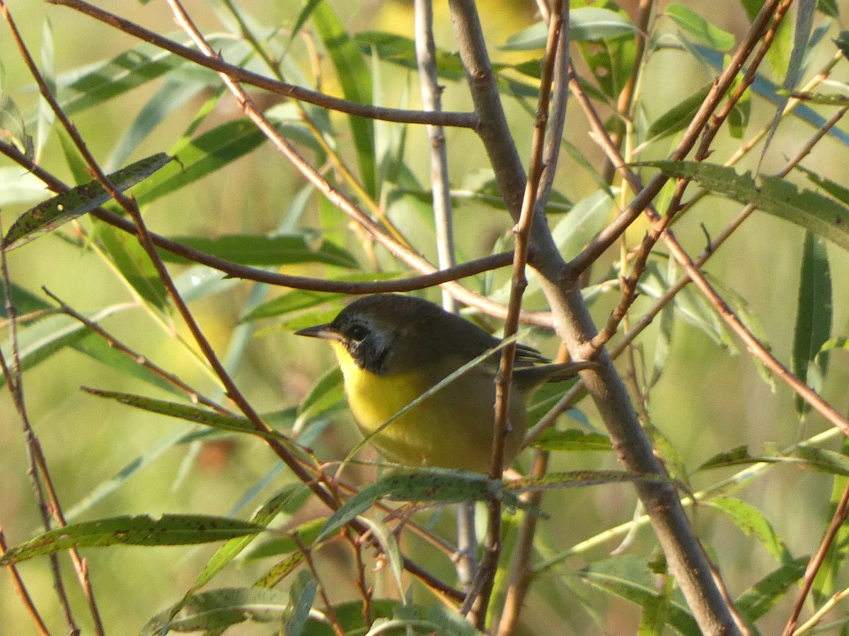 カオグロアメリカムシクイ - ML641745287