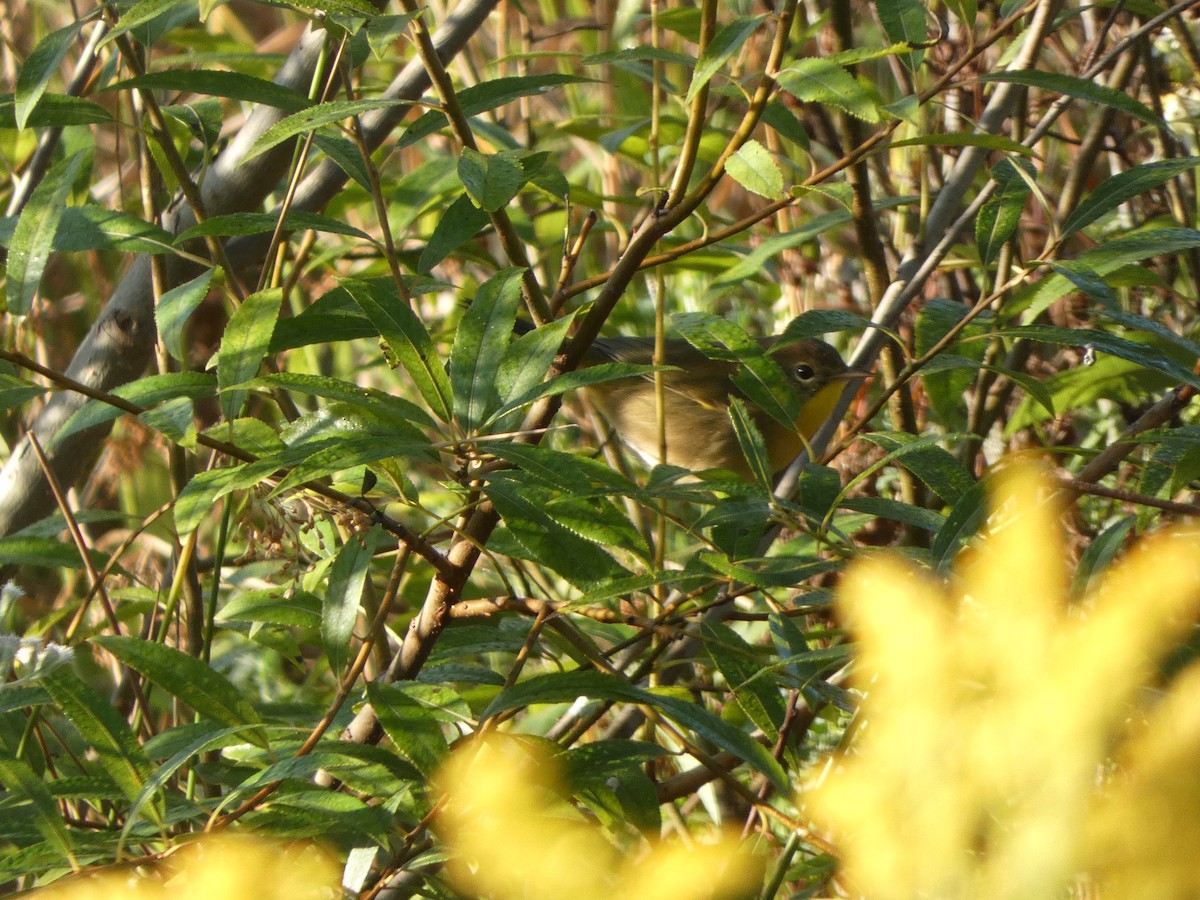 カオグロアメリカムシクイ - ML641745288