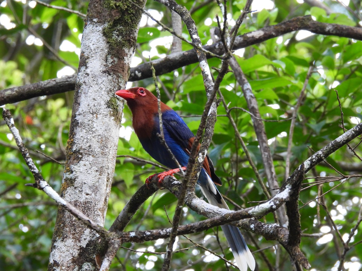 Sri Lanka Blue-Magpie - ML641745291