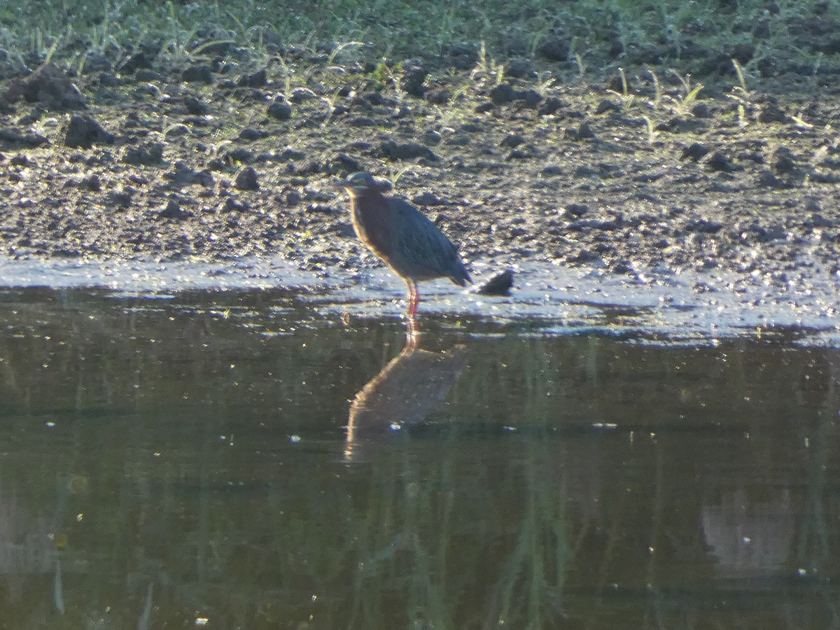 アメリカササゴイ - ML641745294