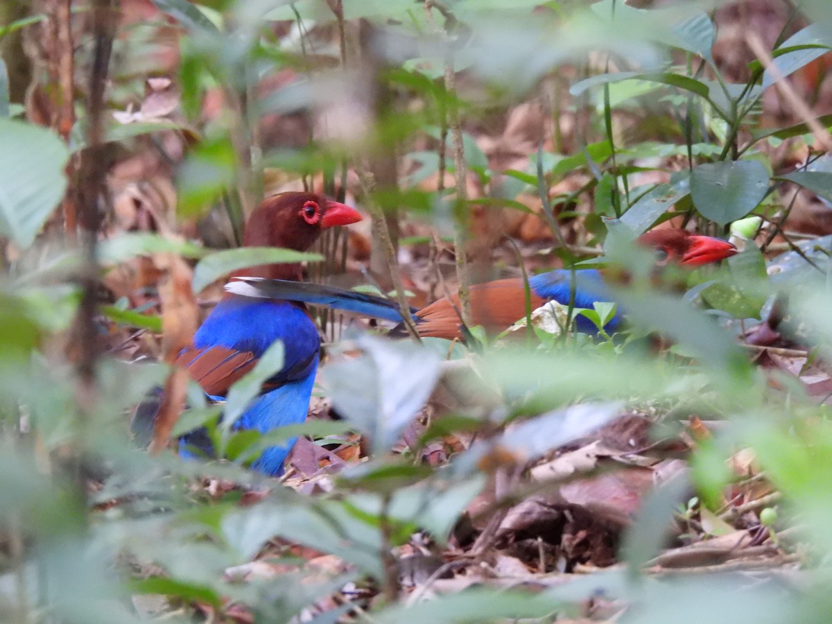Sri Lanka Blue-Magpie - ML641745303