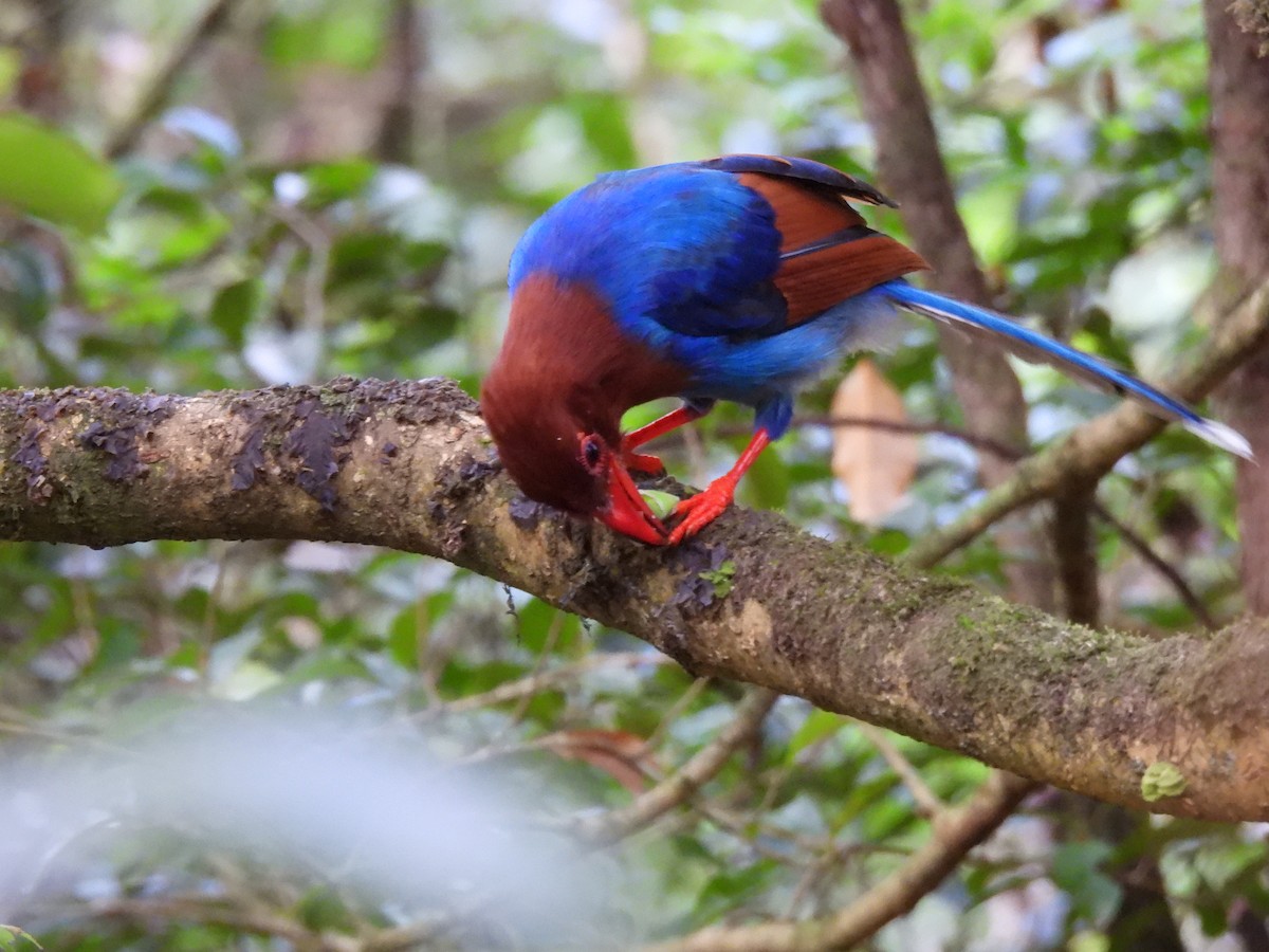 Sri Lanka Blue-Magpie - ML641745304