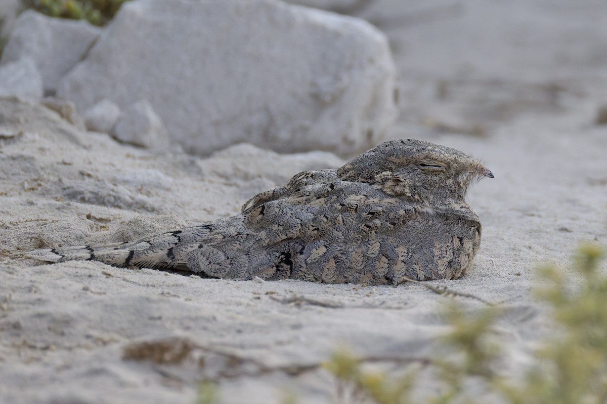 Egyptian Nightjar - ML641745328