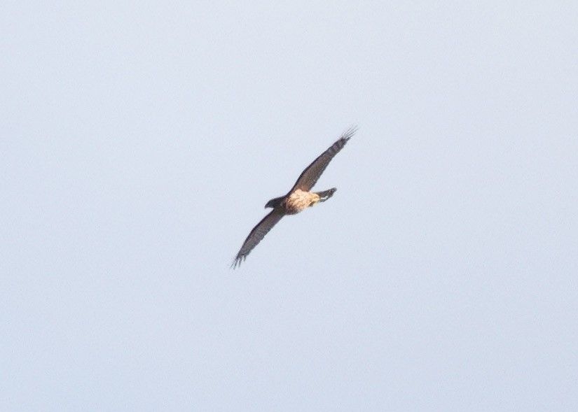 Eurasian Goshawk - ML641745346