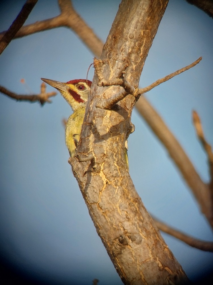 Fine-spotted Woodpecker - ML641745348