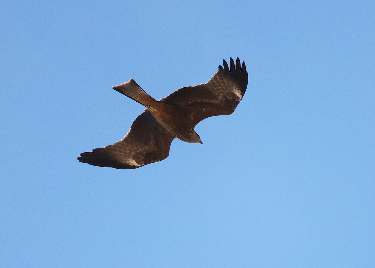 Black Kite - ML641745354