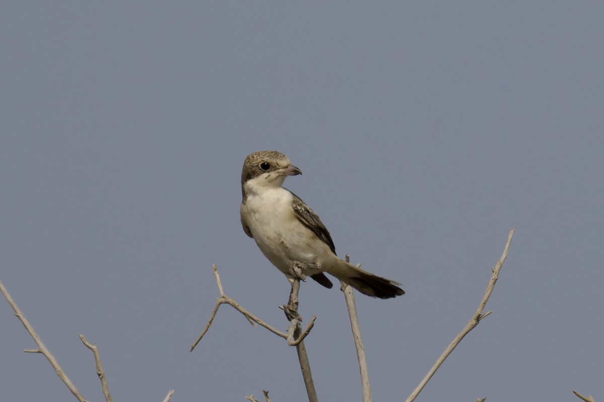 Woodchat Shrike - ML641745358