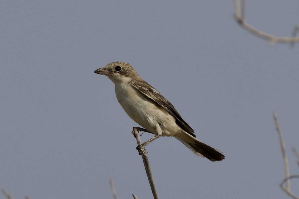 Woodchat Shrike - ML641745359