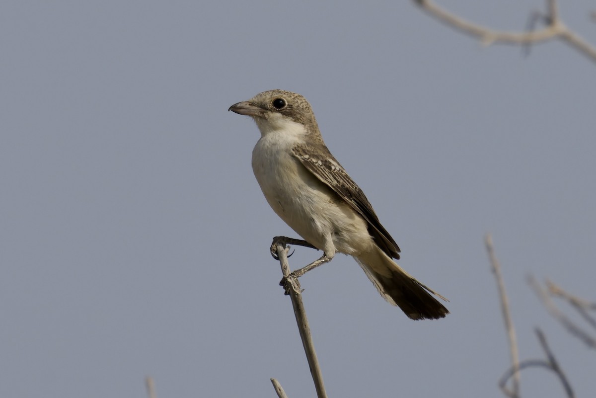 Woodchat Shrike - ML641745360
