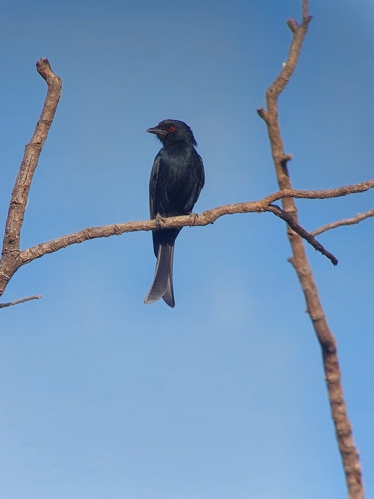 Fork-tailed Drongo - ML641745362