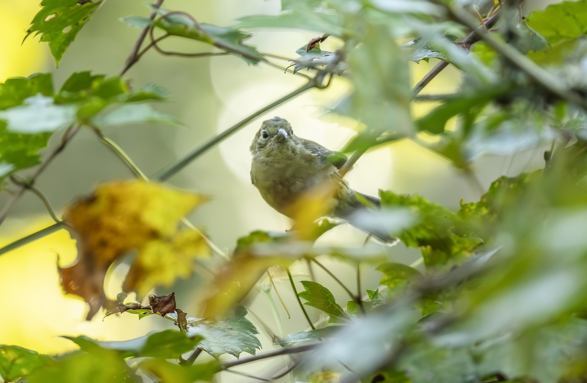Painted Bunting - ML641745376
