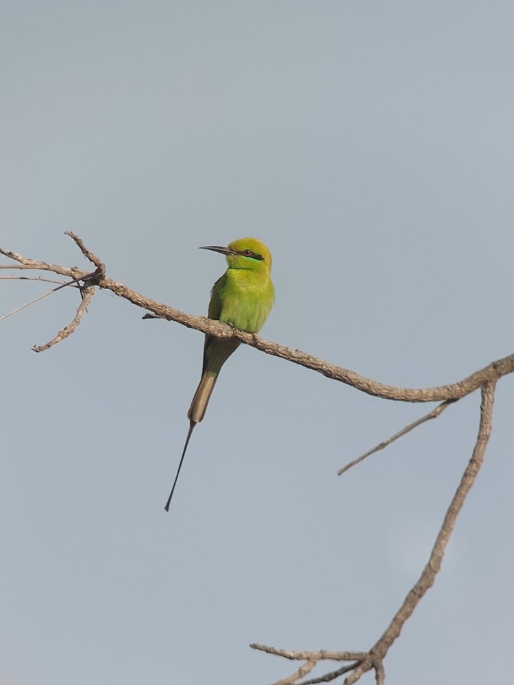 African Green Bee-eater - ML641745378