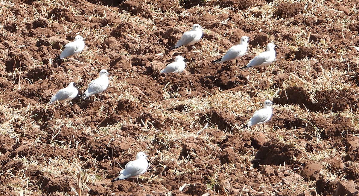 Andean Gull - ML641745383