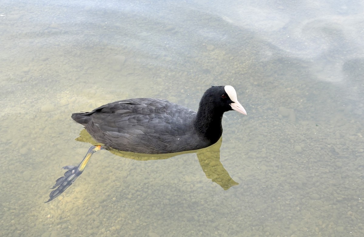 Eurasian Coot - ML641745402