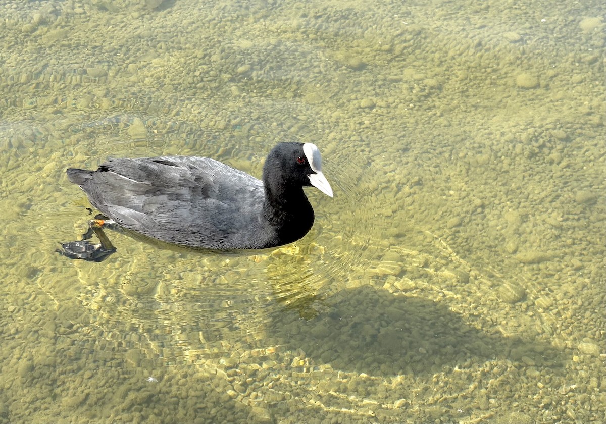 Eurasian Coot - ML641745403