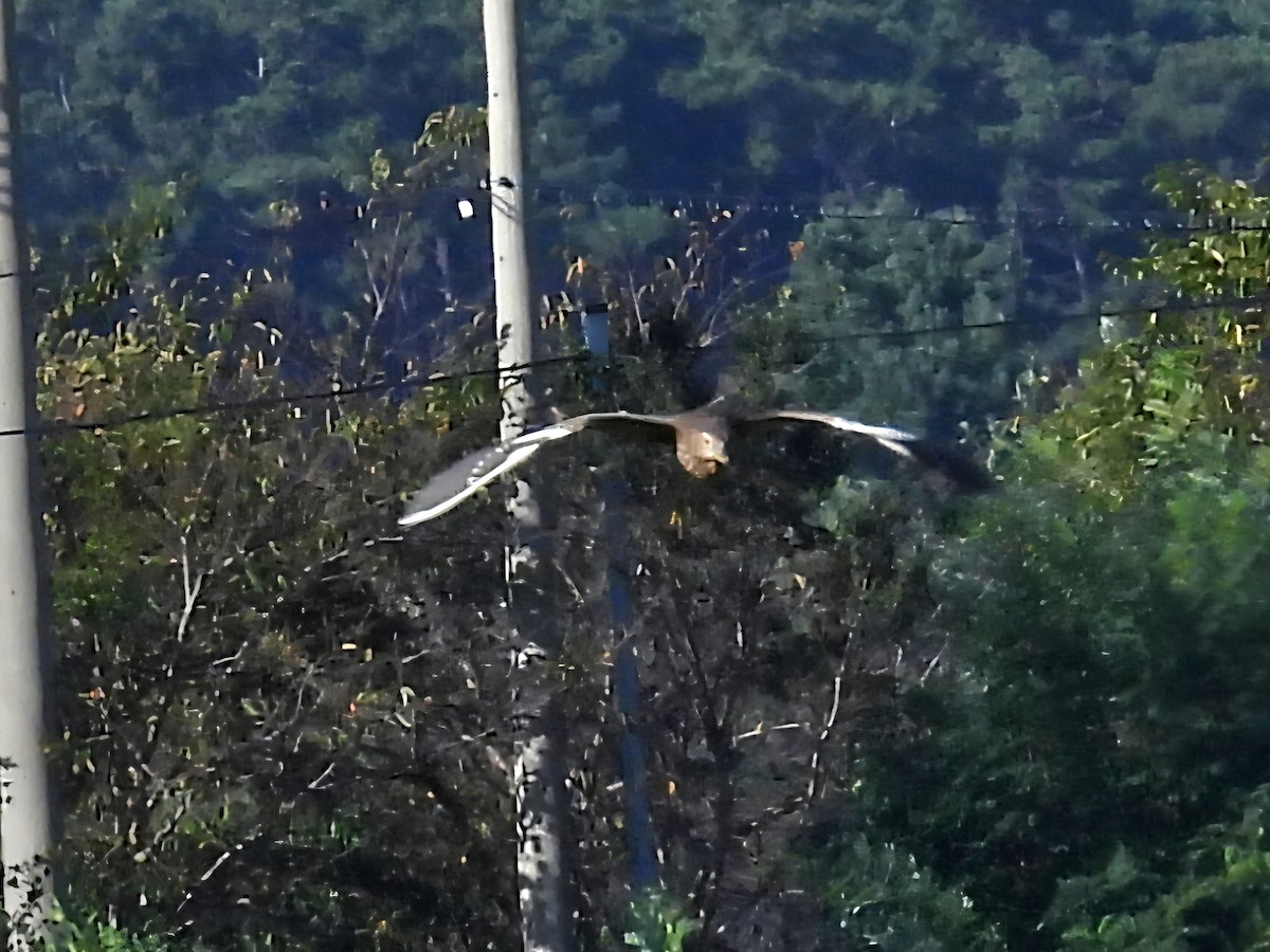 Chinese Pond-Heron - ML641745416