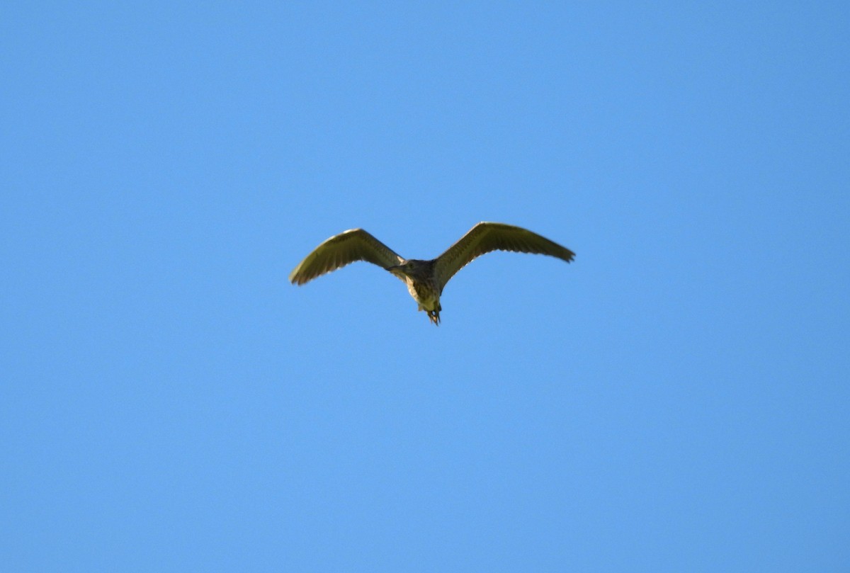 Chinese Pond-Heron - ML641745417