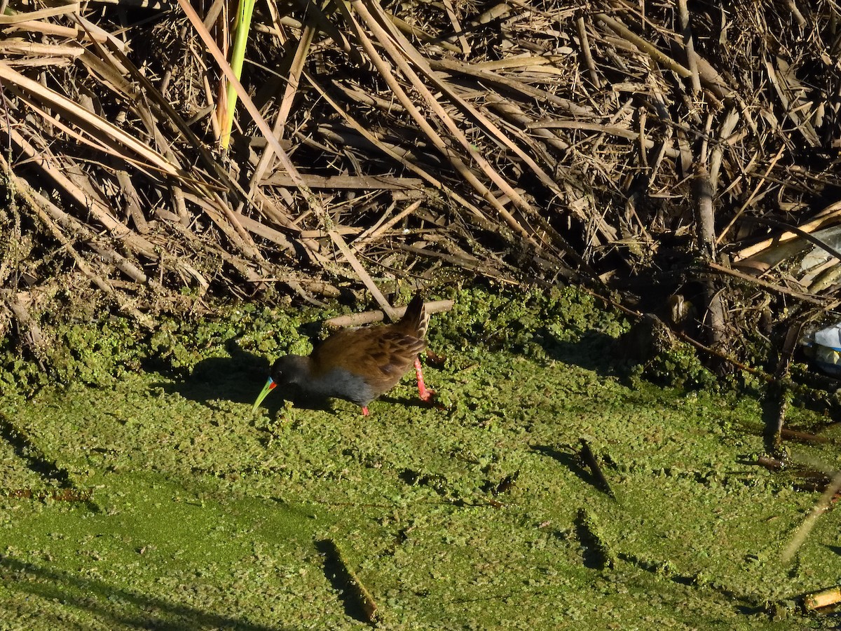 Plumbeous Rail - ML641745440