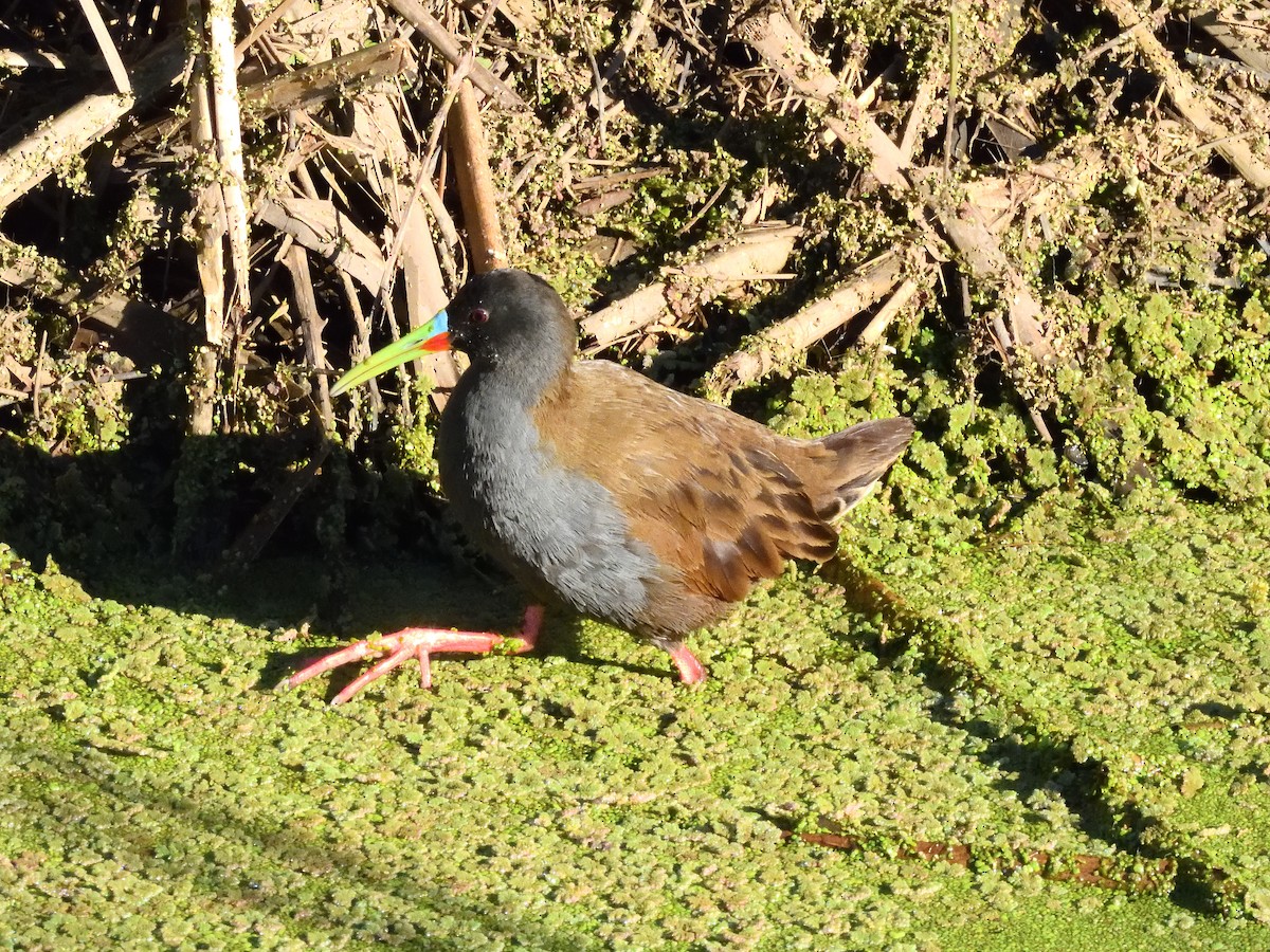 Plumbeous Rail - ML641745441