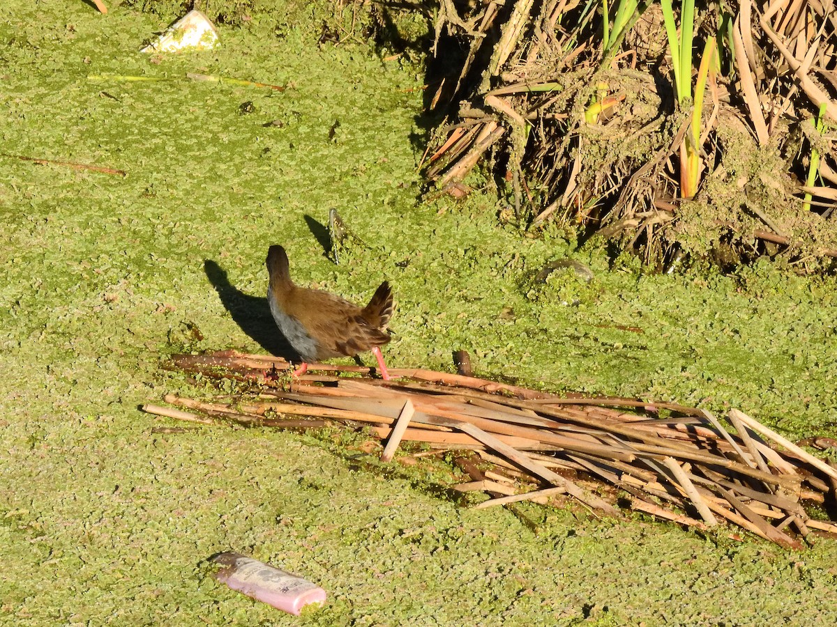 Plumbeous Rail - ML641745442