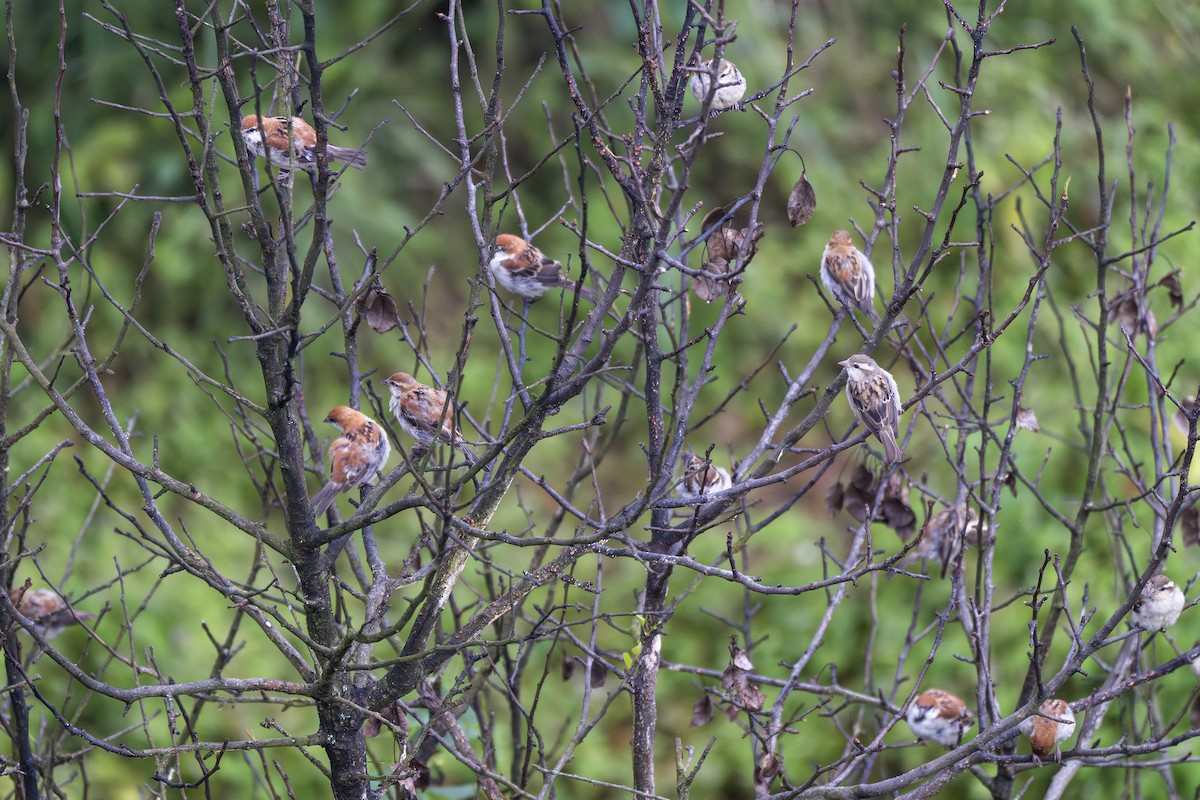 Russet Sparrow - ML641745450