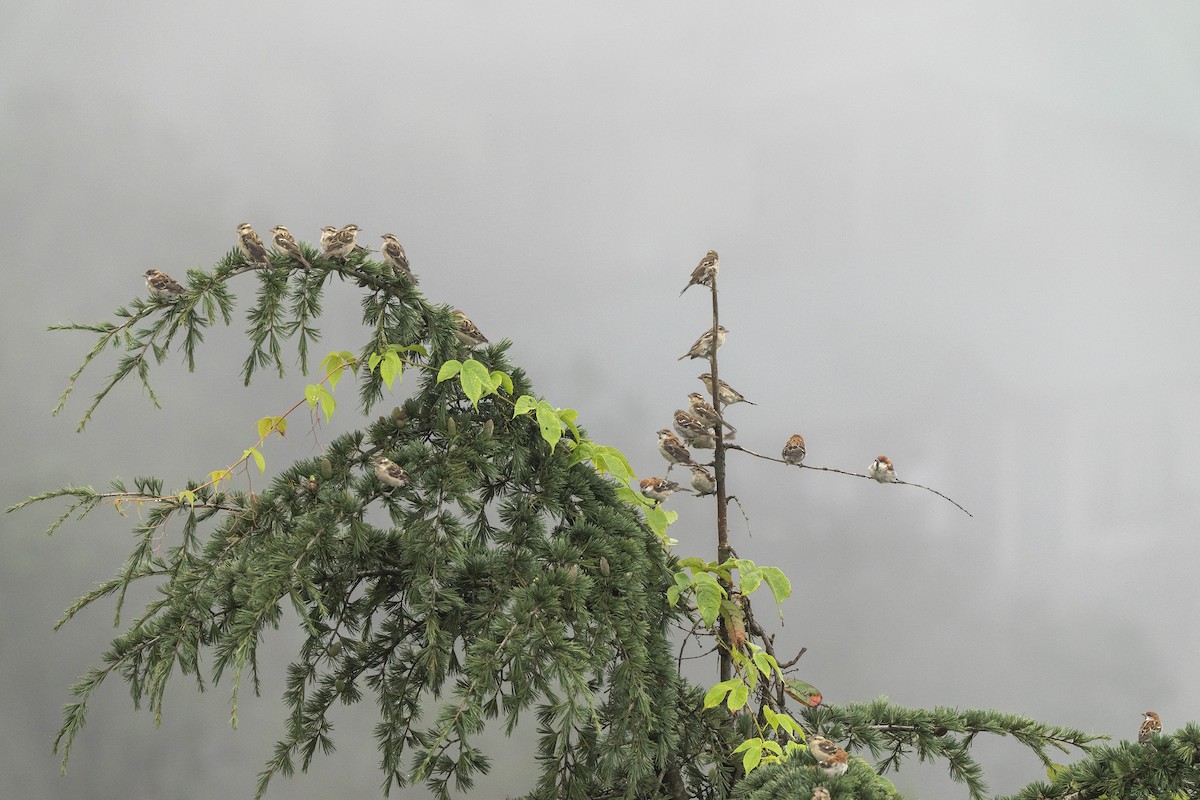 Russet Sparrow - ML641745451