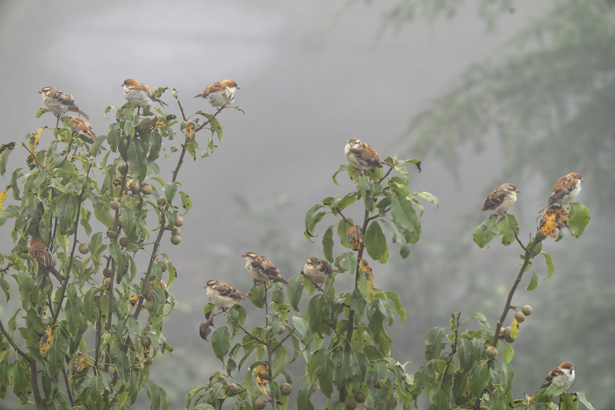 Russet Sparrow - ML641745454