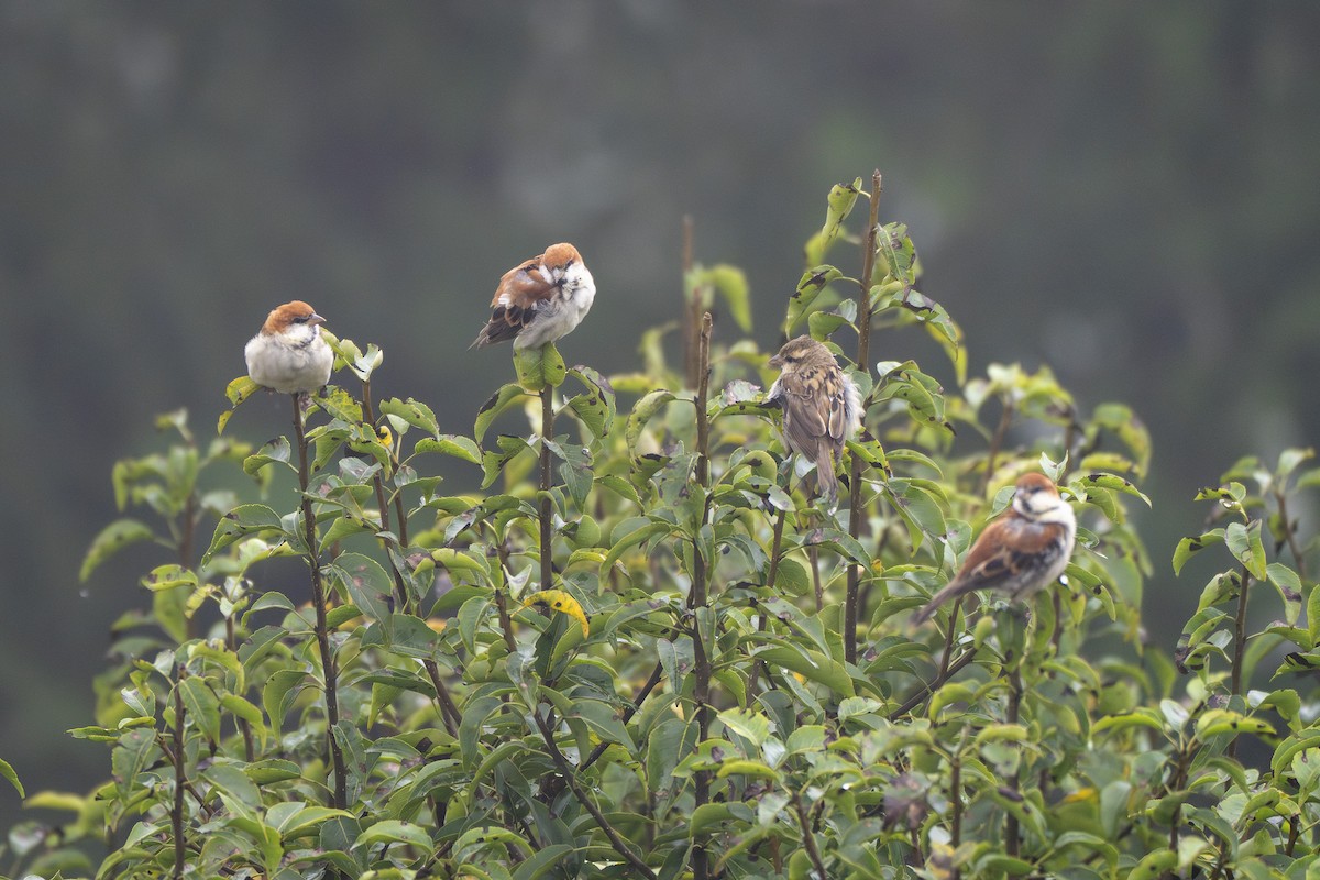 Russet Sparrow - ML641745455