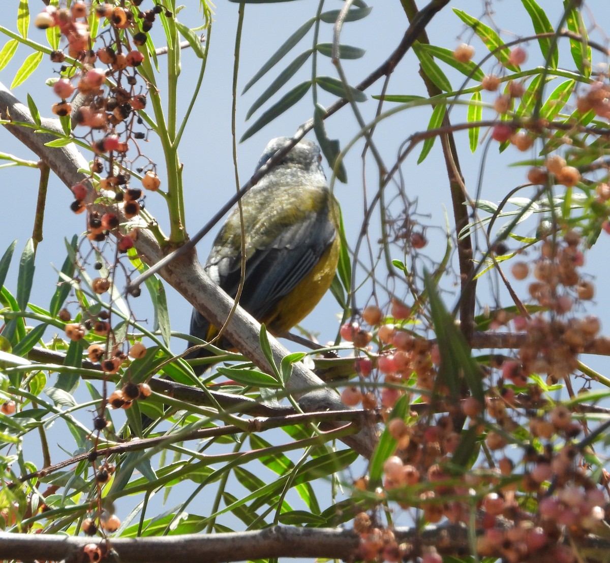 Tangara Naranjera - ML641745492