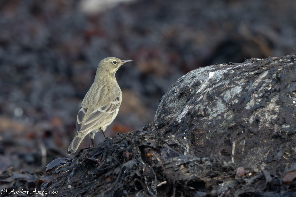 Rock Pipit - ML641745499