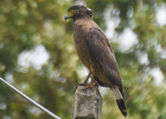 Haubenschlangenadler - ML641745505