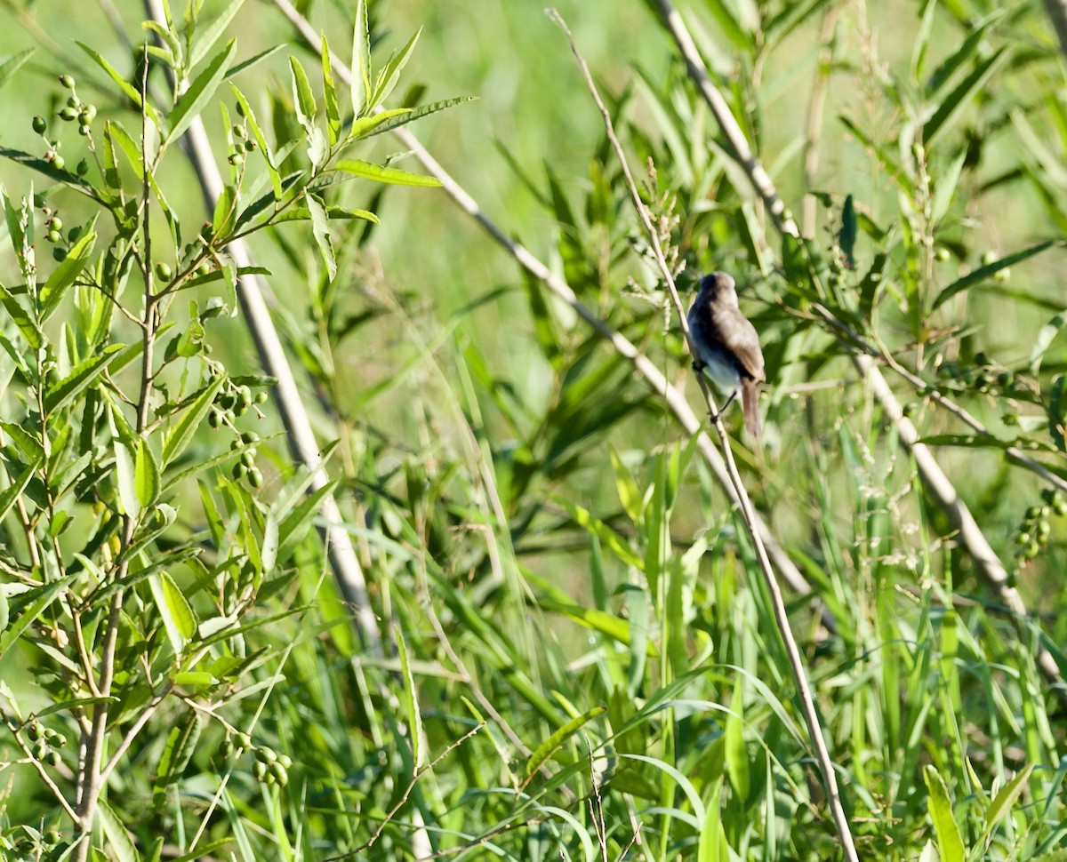White-headed Marsh Tyrant - ML641745509