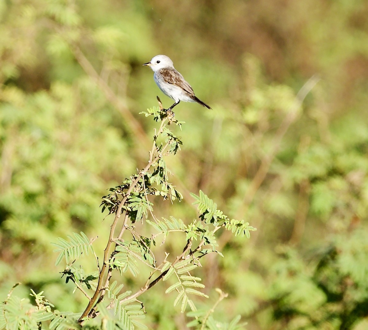 White-headed Marsh Tyrant - ML641745514