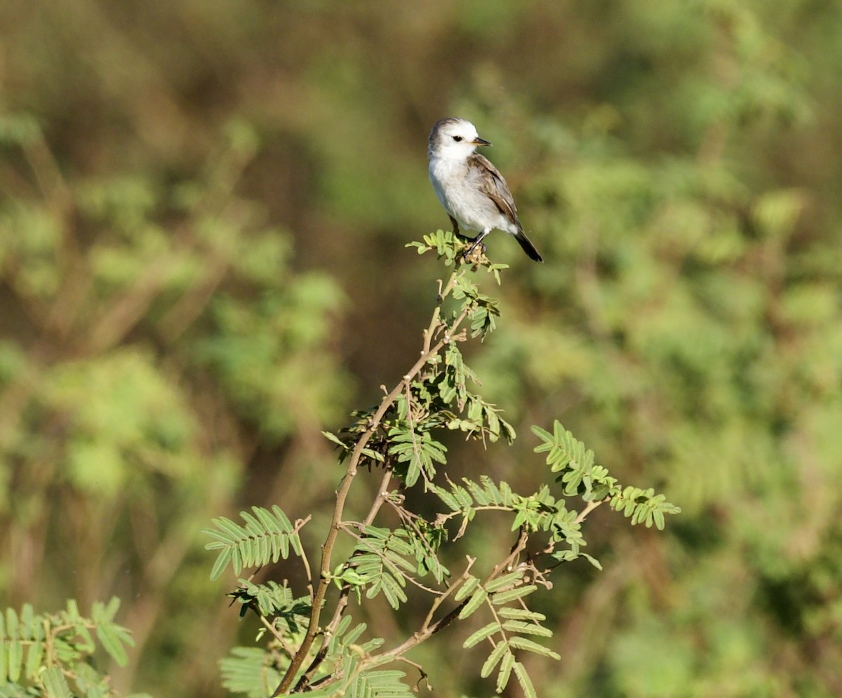 White-headed Marsh Tyrant - ML641745515