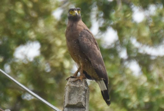 Haubenschlangenadler - ML641745523