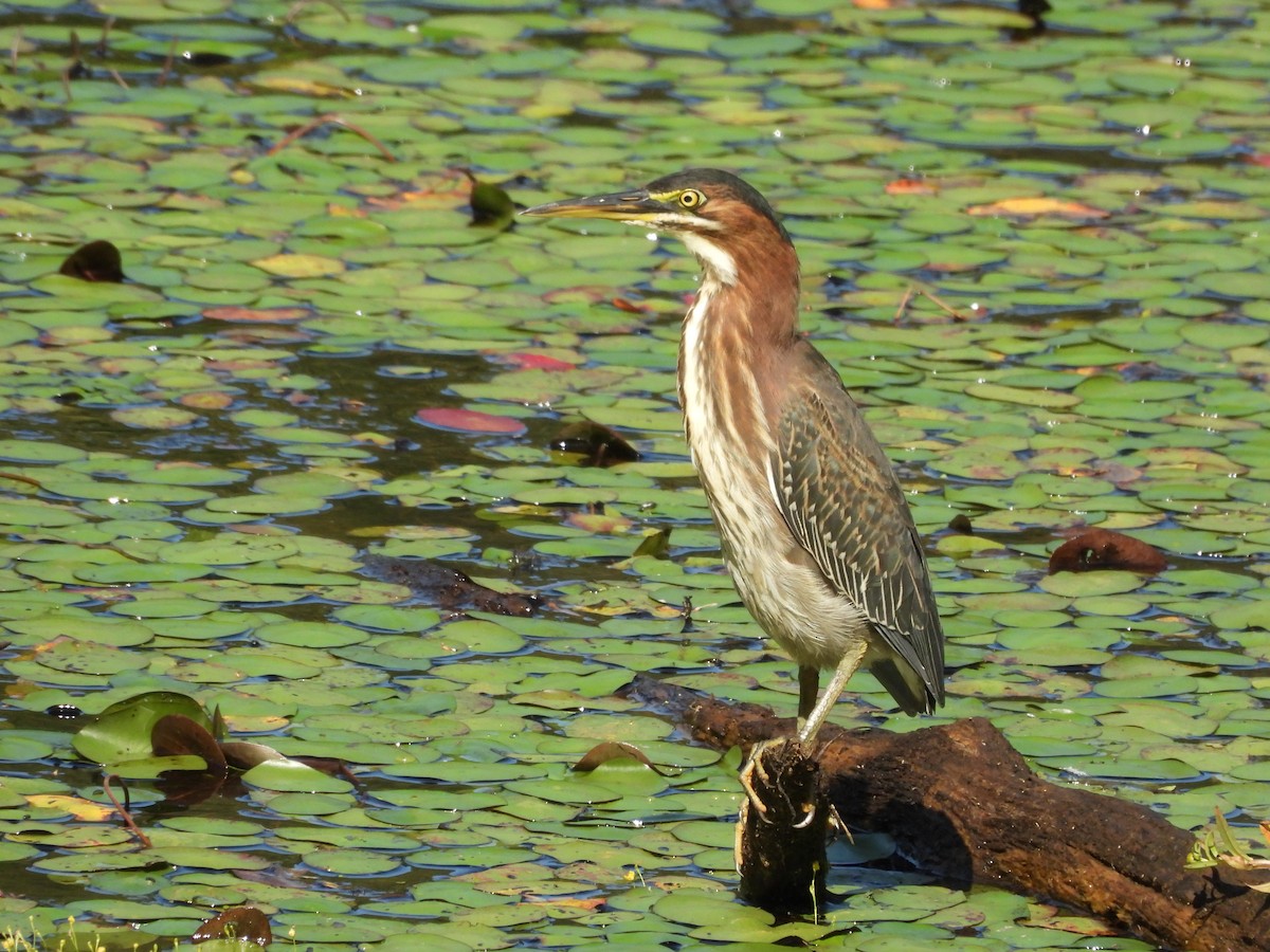 Green Heron - ML641745527