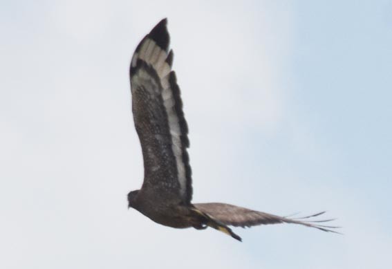 Haubenschlangenadler - ML641745528