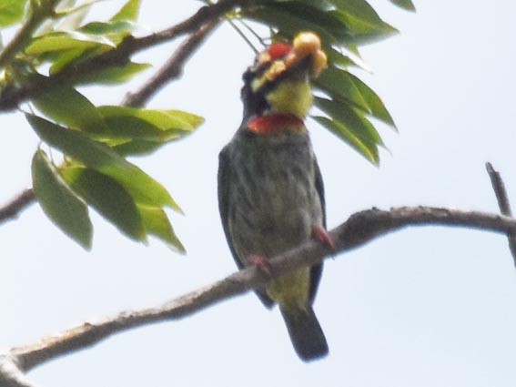 Kupferschmied-Bartvogel - ML641745541
