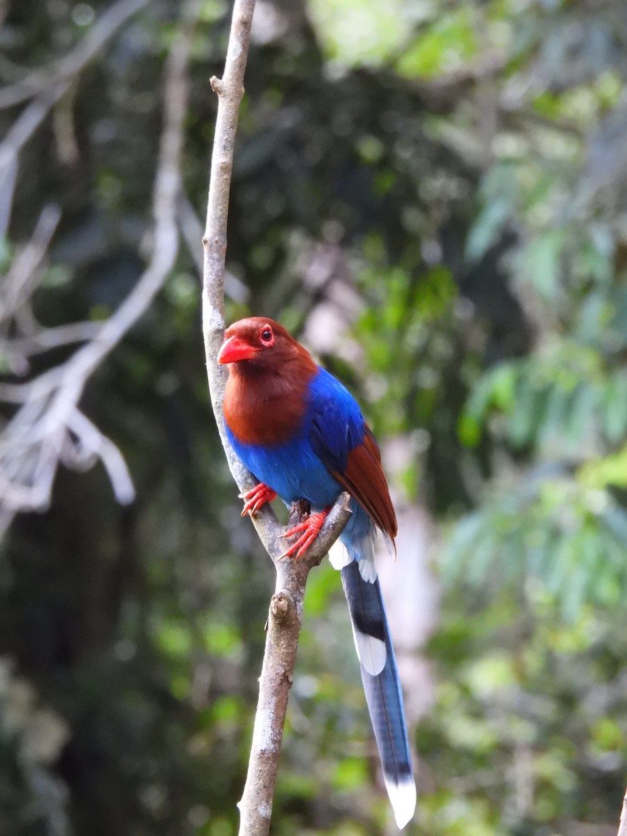 Sri Lanka Blue-Magpie - ML641745553