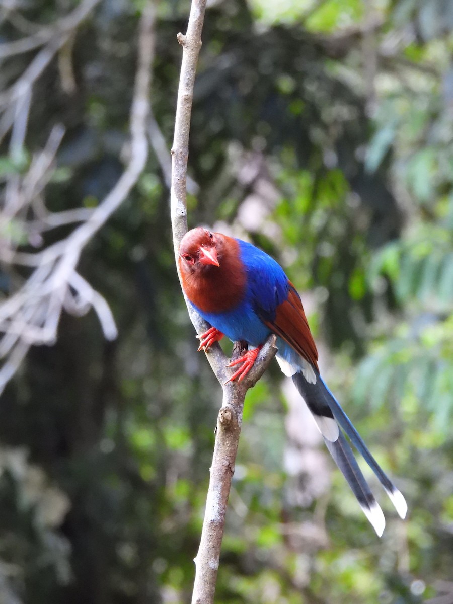 Sri Lanka Blue-Magpie - ML641745554