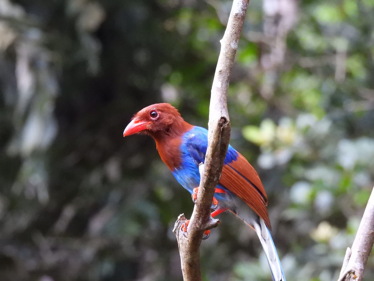 Sri Lanka Blue-Magpie - ML641745555