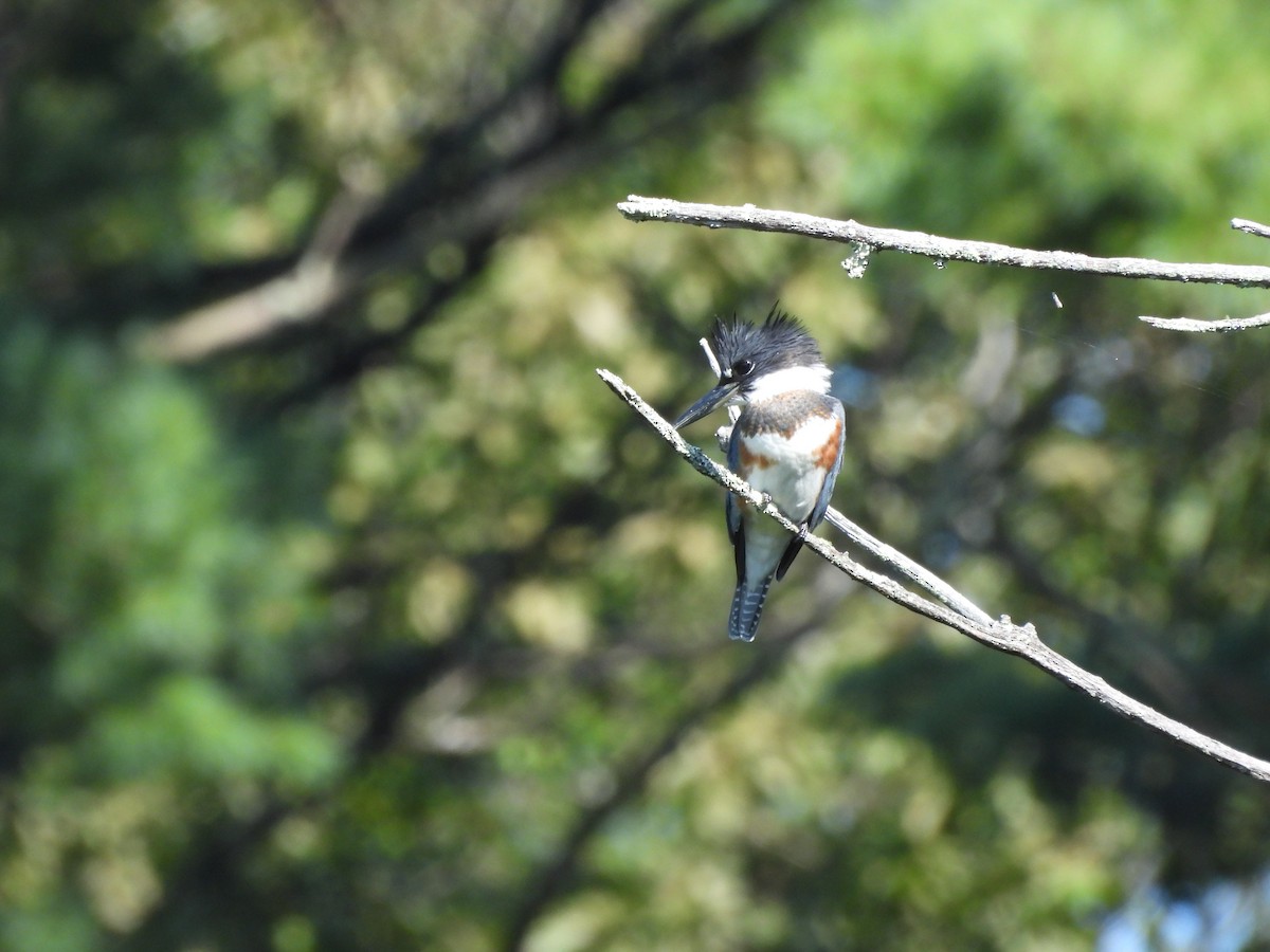 Belted Kingfisher - ML641745556