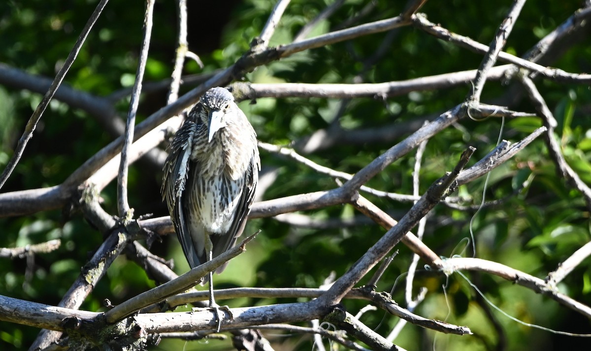 Yellow-crowned Night Heron - ML641745559