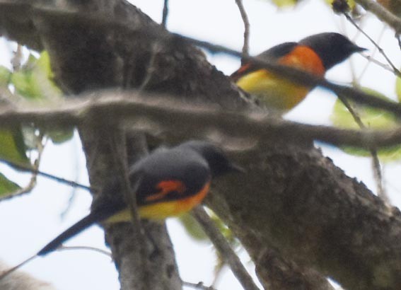 Small Minivet - ML641745560