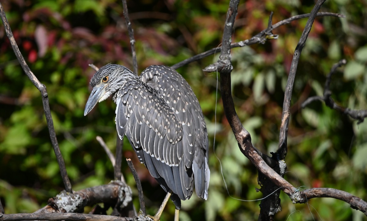 Yellow-crowned Night Heron - ML641745561