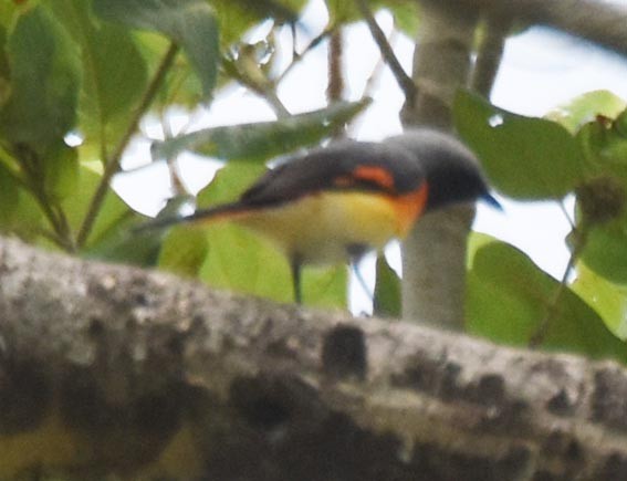 Small Minivet - ML641745562